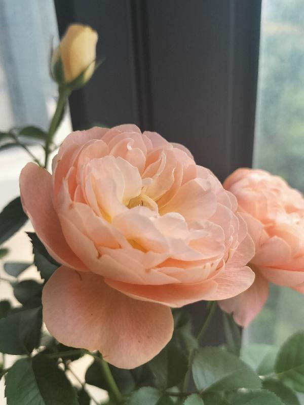 腹黑王爷的冲喜妃